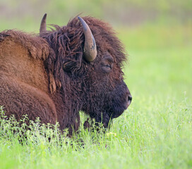 Sleeping Bison, Tallgrass Prairie, Oklahoma