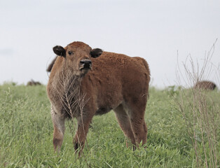 Young Bison in a Field