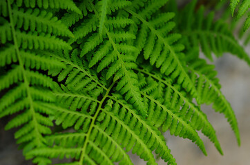 fern leaves