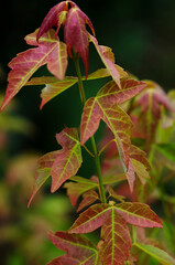 red and yellow leaves