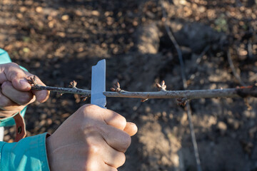 pruning and training of cherry trees