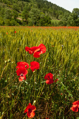 Obraz premium poppies