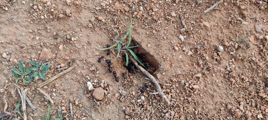 ants on the ground group's metting image