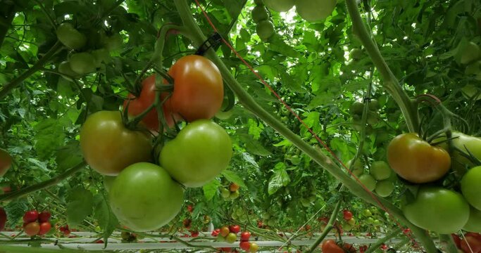 Hydroponics culture. Tomatoes growing under green houses in southern France.