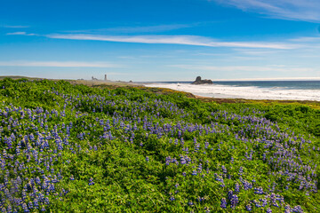 Obraz premium A California Central Coast Seascape