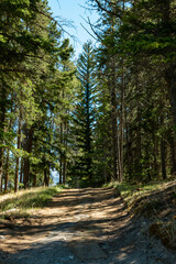 Sunlit path in the forest 