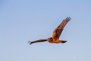 Red tail hawk in flight