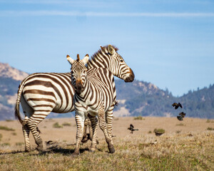 Zebra mother and foal