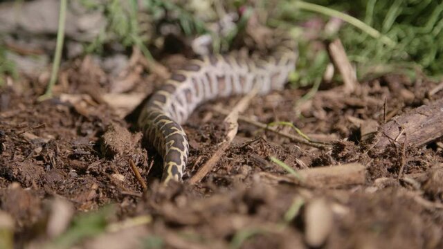 Freshly hatched baby burmese python slithering through the dirt in a forest floor