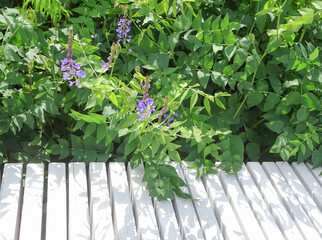 copy space and Galega orientalis, fodder galega, eastern galega, selective focus