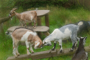 goat kids at play