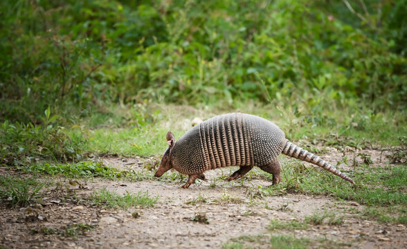 The nine-banded armadillo (Dasypus novemcinctus) in profile. The animal walks on the green grass