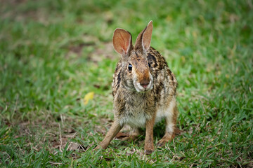 The swamp rabbit (Sylvilagus aquaticus), or swamp hare, is a large cottontail rabbit