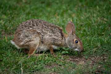 Naklejka na ściany i meble The swamp rabbit (Sylvilagus aquaticus), or swamp hare, is a large cottontail rabbit