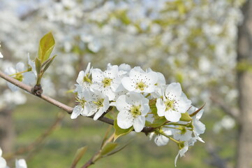 Pear flower in full bloom in spring