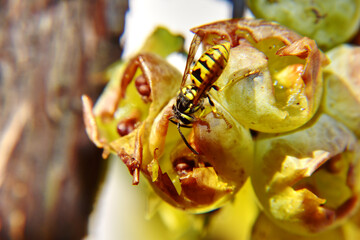Closeup shot of a honey bee on spoiled grapes on a tree