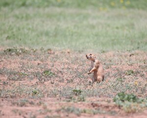 A Cute Little Prairie Dog in Caprock Canyon State Park Near Quitaque, Texas