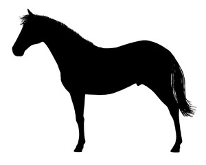 Horse silhouette on a white background. Side view. Vector illustration
