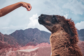 Llama siendo alimentada en Salta Argentina