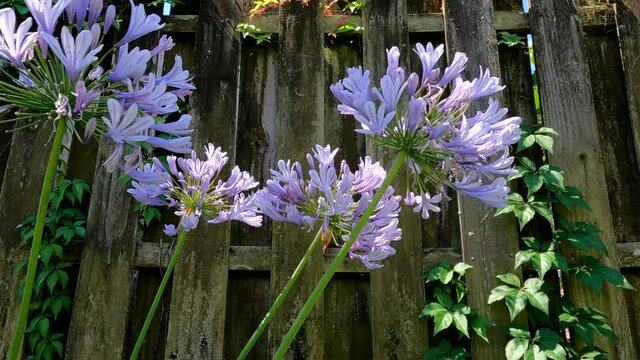 Dappled sunlight moving over four gently swaying Blue Nile (Agapanthus) blossoms.