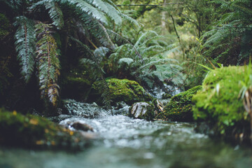Stream in the native forest, Greenstone Track, Fiordland National Park, New Zealand - obrazy, fototapety, plakaty