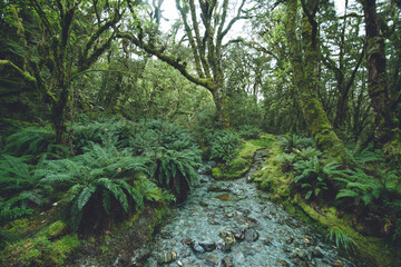 Stream in the native forest, Greenstone Track, Fiordland National Park, New Zealand
