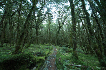 Native Forest on Greenstone Track, Fiordland National Park, New Zealand