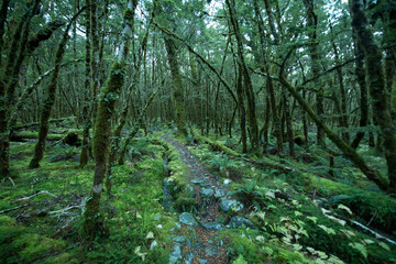 Native Forest on Greenstone Track, Fiordland National Park, New Zealand