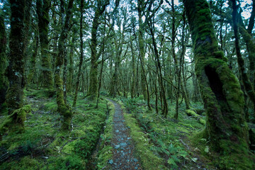 Native Forest on Greenstone Track, Fiordland National Park, New Zealand