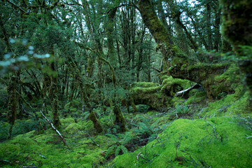 Native Forest on Greenstone Track, Fiordland National Park, New Zealand