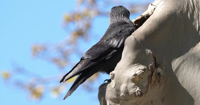 Western jackdaw (Coloeus monedula), perched on a platanus