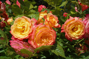 An exceptionally beautiful variety of rose in which each flower shades from deep pink petals on the outside to golden yellow on the inside