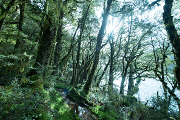 Native Forest on Greenstone Track, Fiordland National Park, New Zealand