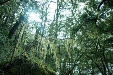 Fototapeta premium Native Forest on Greenstone Track, Fiordland National Park, New Zealand