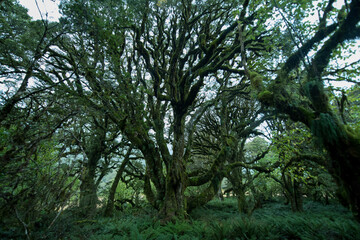 Fototapeta na wymiar Native Forest on Greenstone Track, Fiordland National Park, New Zealand