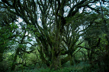 Native Forest on Greenstone Track, Fiordland National Park, New Zealand