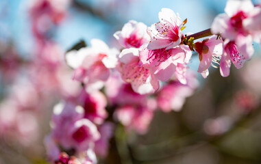 Close-up of beautiful peach tree flowers in spring. Delicate pink flowers on a branch in the garden
