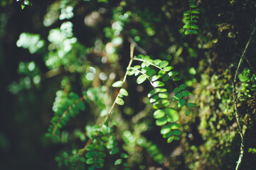 Moss on Heaphy Track, Kahurangi National Park, New Zealand