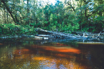 Oparara River in Kahurangi National Park, West Coast, New Zealand