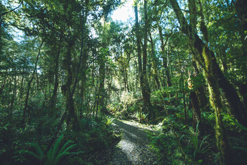 Native Bush on Oparara Basin, Kahurangi National Park, West Coast, New Zealand