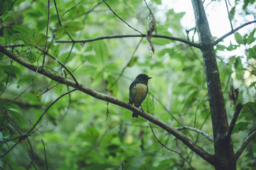 New Zealand Robin 