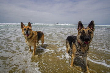 German Shepherd Adventures