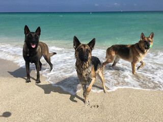 German Shepherd Adventures