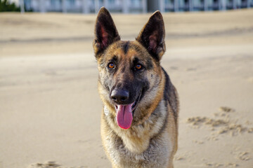 German Shepherd Adventures