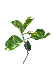 infected orange tree branch, diseases and disorders in citrus tree leaves and twigs, affected by...