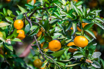 Fresh oranges from a tree