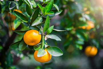 Fresh oranges from a tree