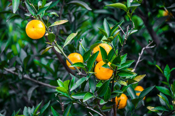 Fresh oranges from a tree