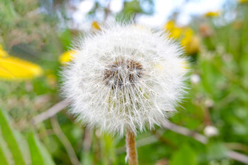 a white dandelion stands among the green grass