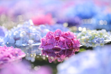 Obraz premium pink flowers
